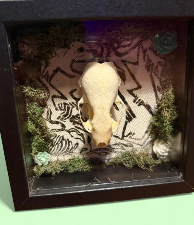 Mink Shadowboxes